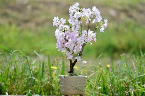 神明杯 櫻花樹 盆栽